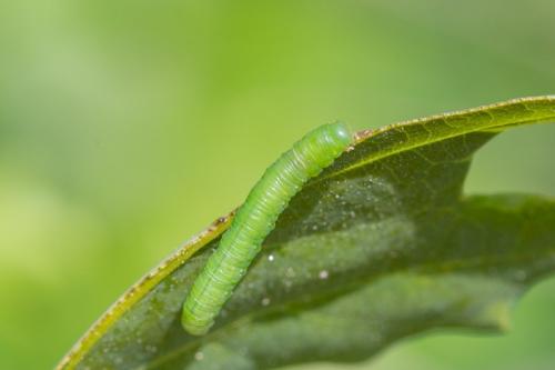 Mesoneura opaca